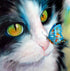 Cat with Butterfly on her Nose